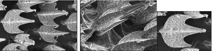 Galeus melastomus_01.jpg